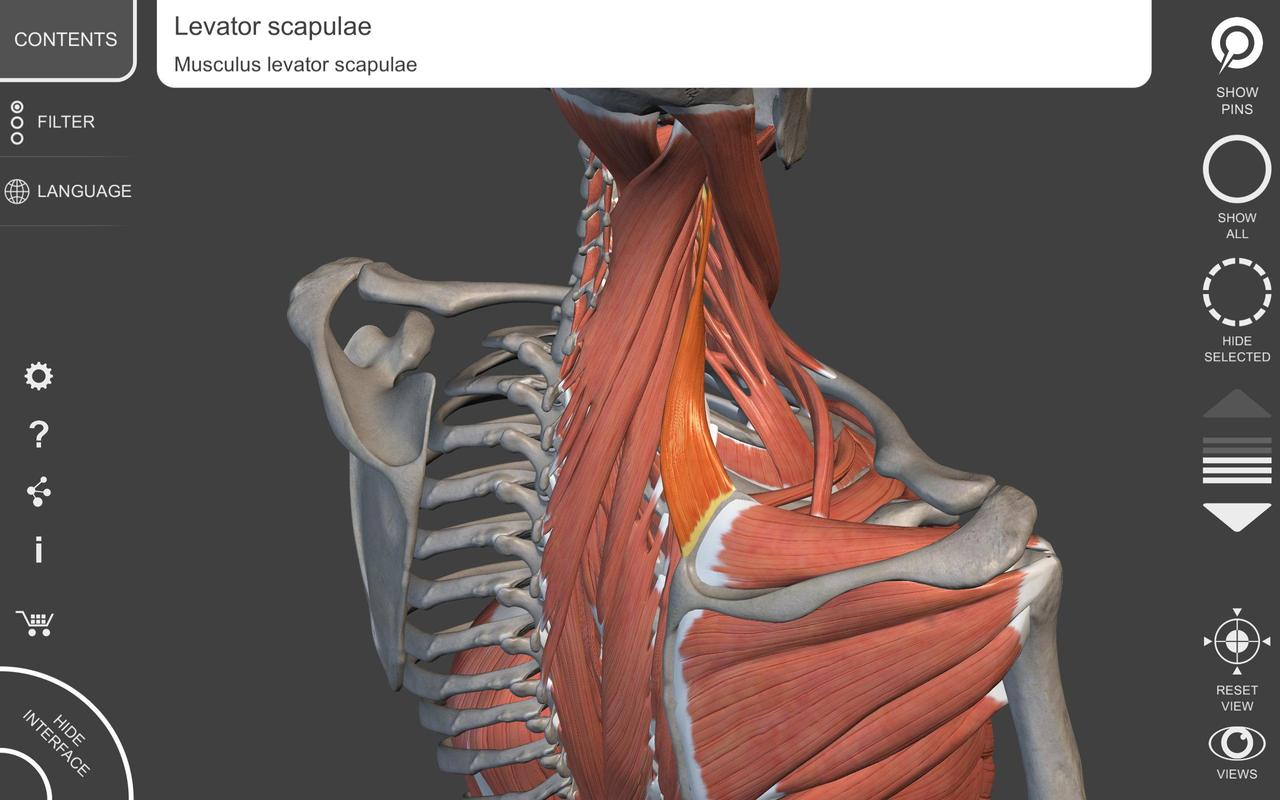 3d anatomy atlas free